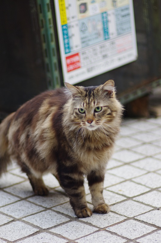 ３月尾道猫その１_a0128823_0483839.jpg