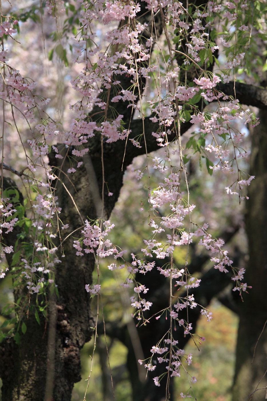 桜紀行　名残の桜_b0164726_2371881.jpg