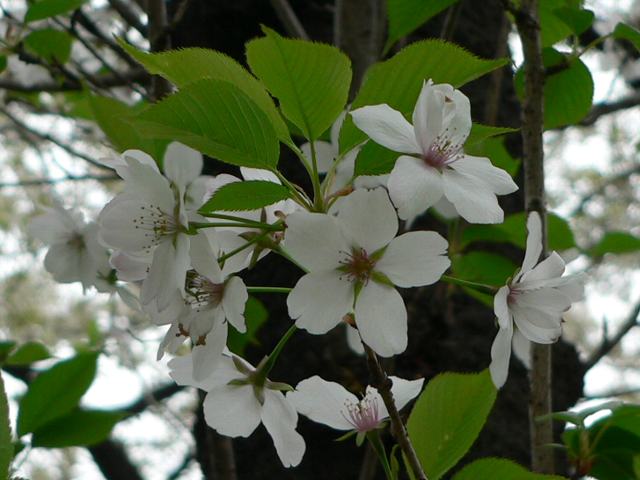 旗桜（ハタザクラ）_d0059226_9345593.jpg