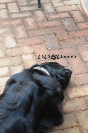 アスパラとちくわぶのおつまみフライ_d0104926_113464.jpg