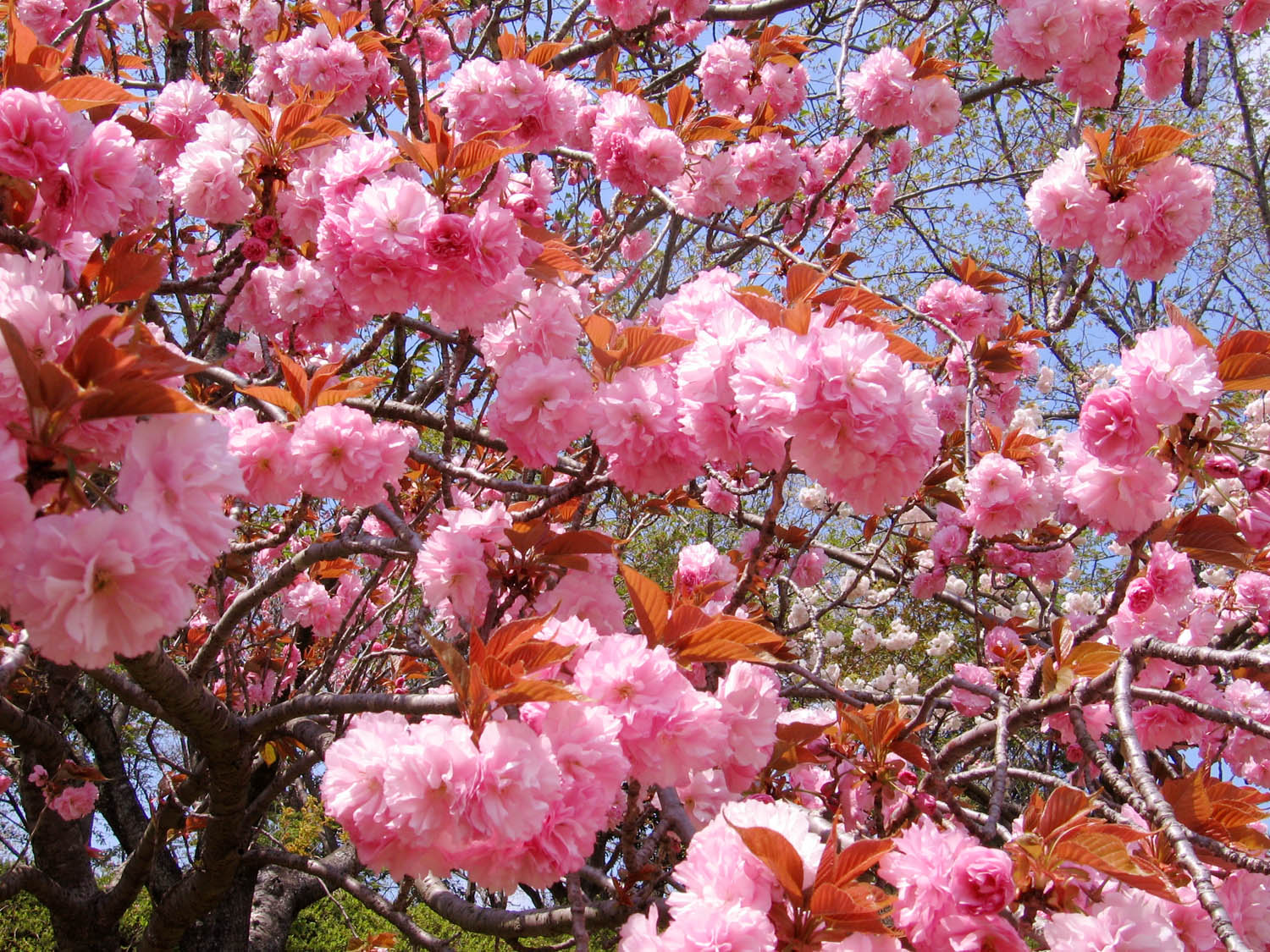 八重桜が満開じゃ_d0232830_13291413.jpg