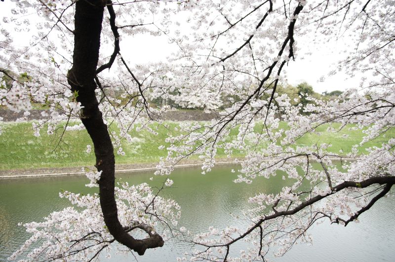 千鳥ヶ淵の桜や花やスイーツ（笑）_b0024832_0253467.jpg