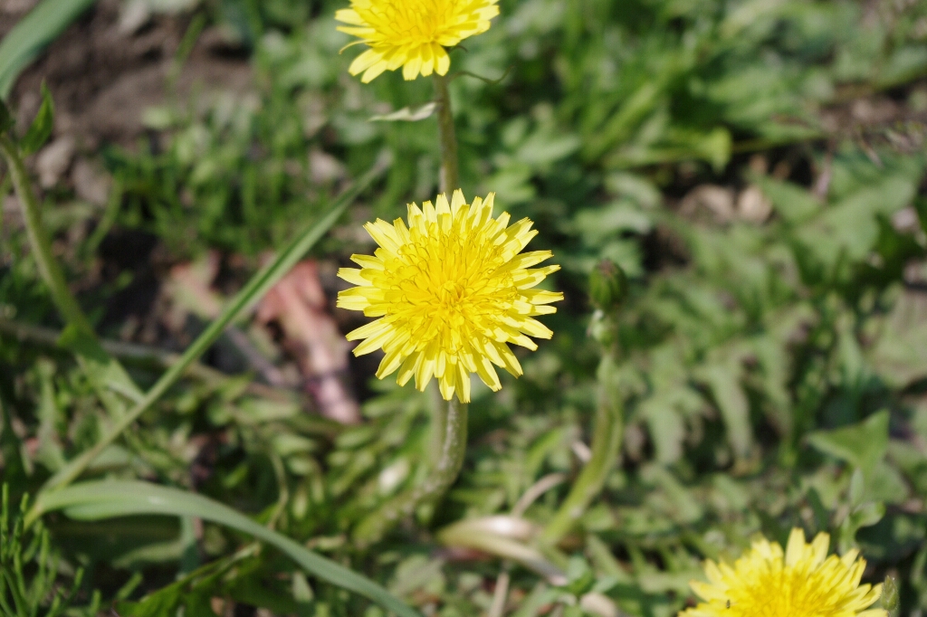 c0113733_120653.jpg
