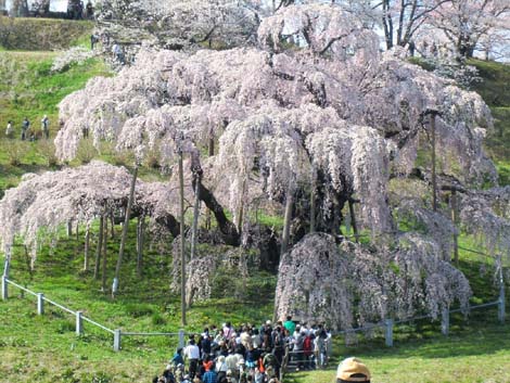 11年春の自然(27)…みちのくの春_c0062934_2121291.jpg