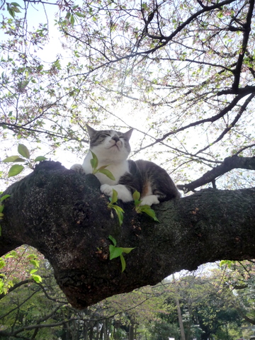 自転車で上野へ、猫の木、ハンバーグ_c0201334_0435864.jpg