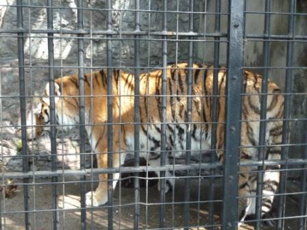 動物園でも椅子が気になる^^_c0152341_14103158.jpg