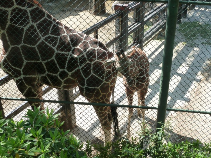 動物園でも椅子が気になる^^_c0152341_1493137.jpg