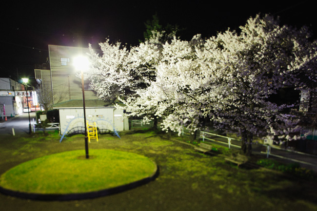 商店街わきの公園のさくらも満開、_a0032346_20591420.jpg