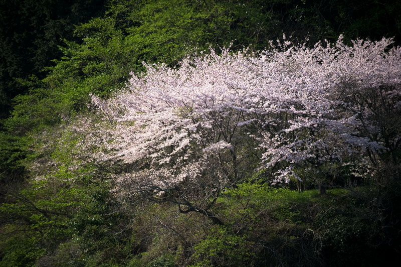 ★古賀ダムの桜_b0023047_5225267.jpg