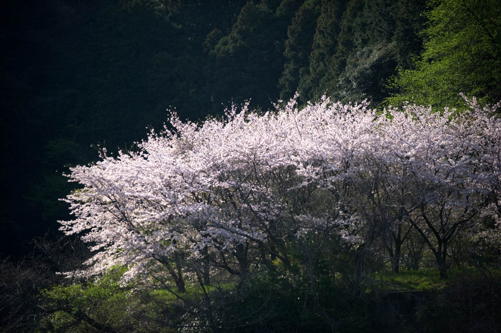 ★古賀ダムの桜_b0023047_5232191.jpg