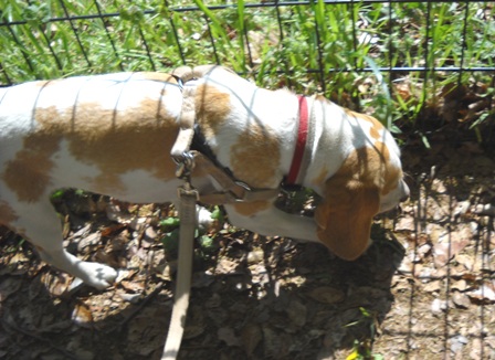 Signora anziana ha un cane robot..._a0166650_10234256.jpg