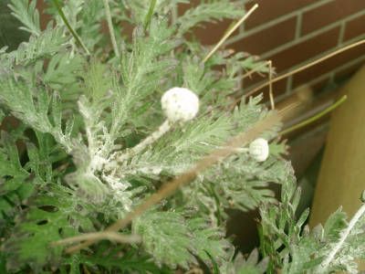 e0033751_18465341.jpg