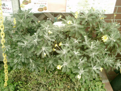 e0033751_1855685.jpg