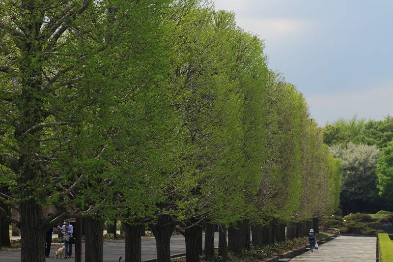 昭和記念公園の木々の緑が綺麗です_f0044056_8365254.jpg