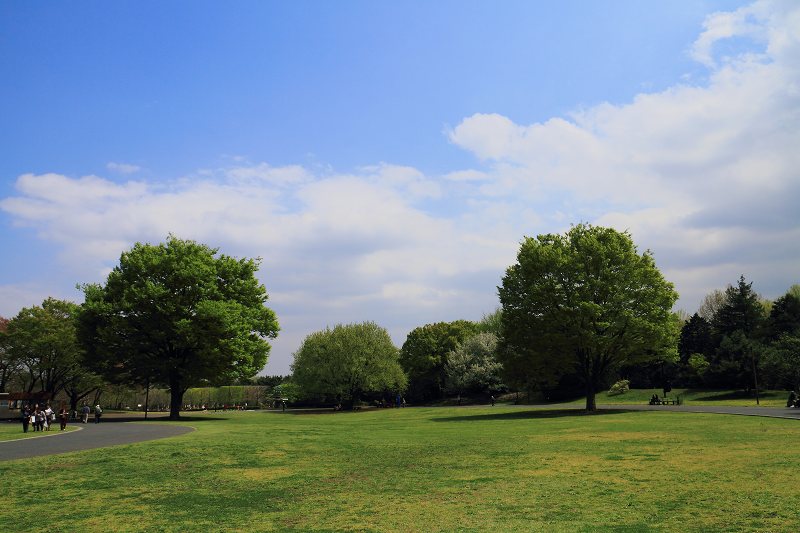 昭和記念公園の木々の緑が綺麗です_f0044056_8391354.jpg