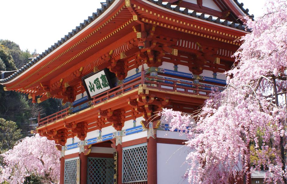 達磨さんたちもお花見 勝尾寺 大阪 箕面 たんぶーらんの戯言