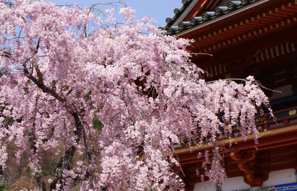 達磨さんたちもお花見 勝尾寺 大阪 箕面 たんぶーらんの戯言 達磨さんたちもお花見 勝尾寺 大阪 箕面 たんぶーらんの戯言