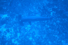 4月25日 シリアガリ _d0113459_21281595.jpg