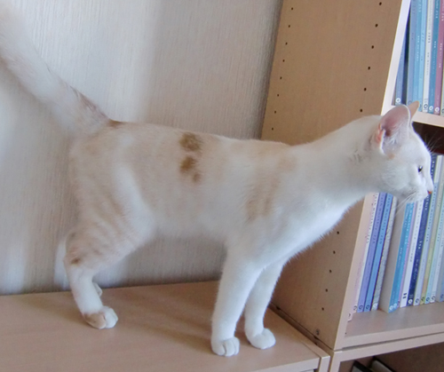 ちゃしろさんの首輪_d0165160_16181029.jpg