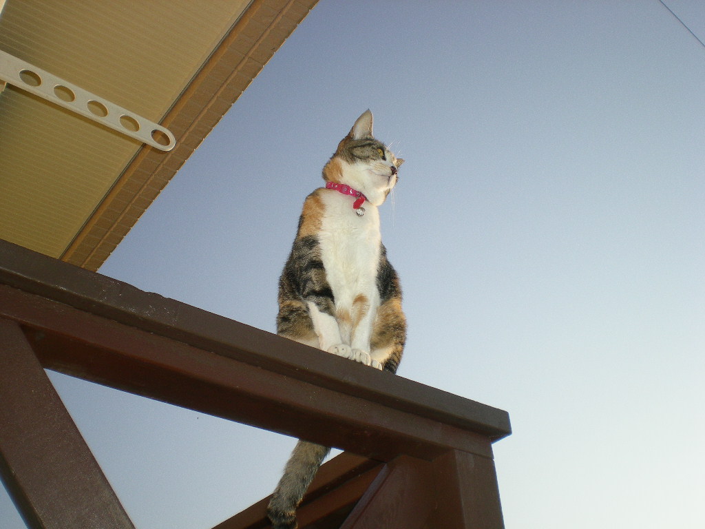 2011年4月25日(月)心、太陽に吠える!_f0060461_16182471.jpg