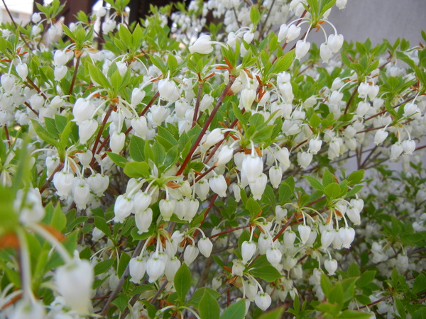 2011年4月25日(月)心、太陽に吠える!_f0060461_1634560.jpg