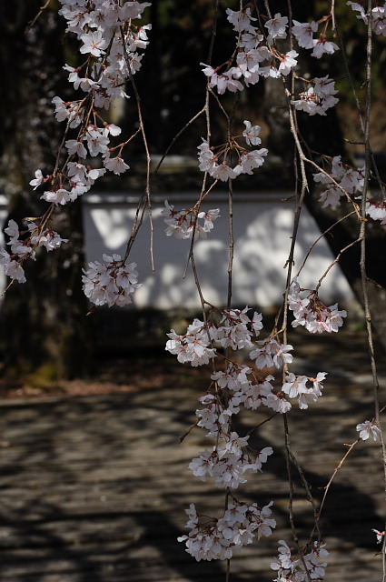 醍醐寺･三宝院 ~桜~_f0222161_23304923.jpg