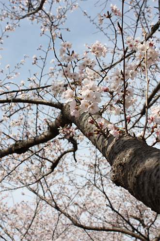 桜も散ったころ、桜を思い出して_d0051963_23263173.jpg