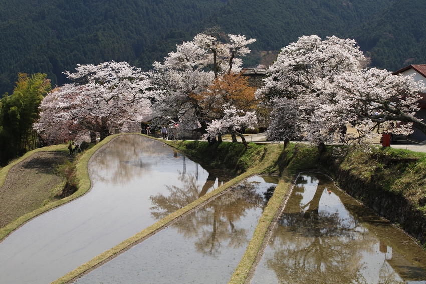 日本の里山の風景 三多気の桜 Turfに魅せられて 写真紀行