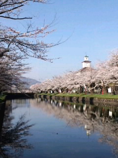 朝の鶴岡公園☆桜の下で_c0107673_9145183.jpg