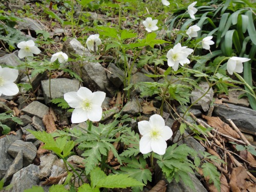 花の井原山（福岡県糸島市）_d0182075_40878.jpg