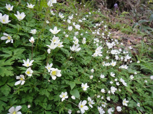 花の井原山（福岡県糸島市）_d0182075_412385.jpg