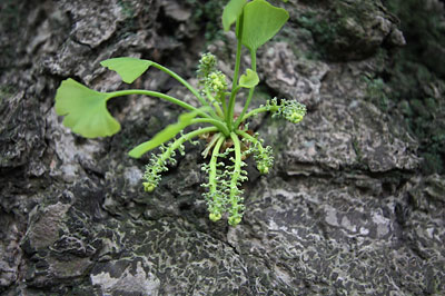 花の木堰の大公孫樹_c0152779_2204117.jpg