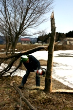 雪折れの桜_c0057781_13422757.jpg