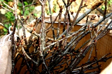 c0057781_14126.jpg