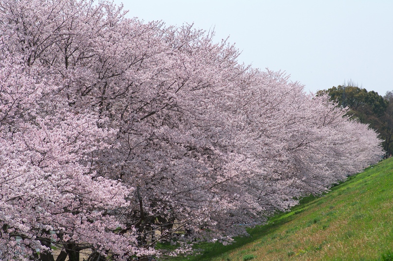 2011桜　酒津公園（その２）_c0135381_1948293.jpg