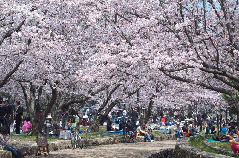 2011桜　酒津公園（その２）_c0135381_19484478.jpg