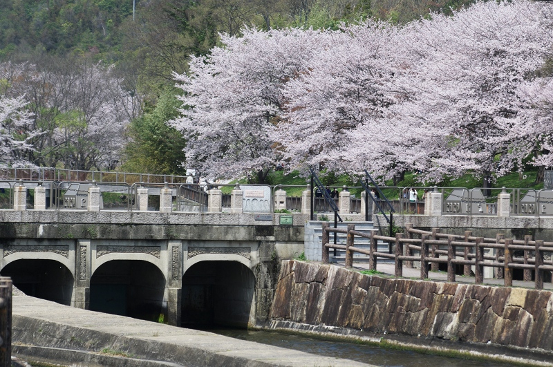 2011桜　酒津公園（その２）_c0135381_19485566.jpg