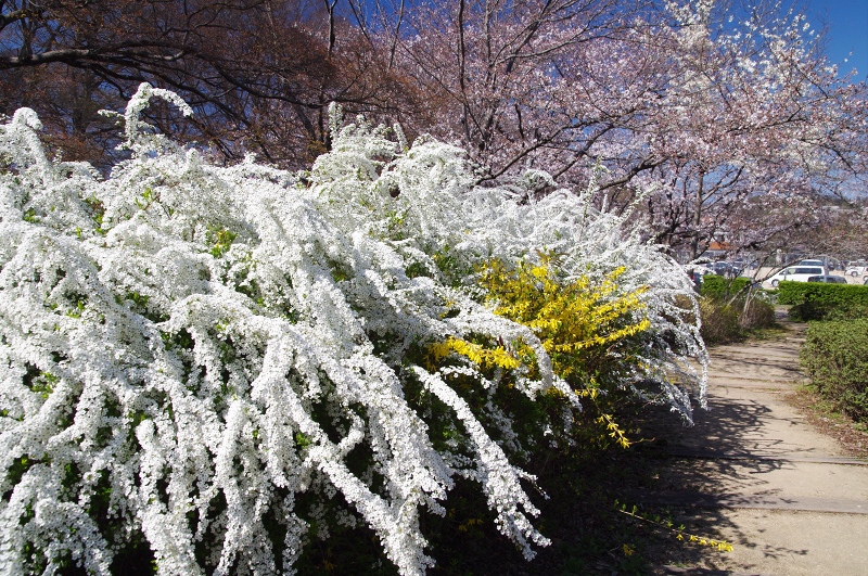 2011桜　酒津公園（その２）_c0135381_19495062.jpg