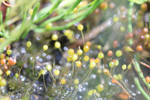 e0024081_1532462.jpg