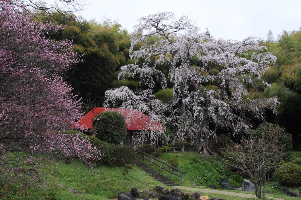 三春　「雪村庵」_e0143883_21232362.jpg