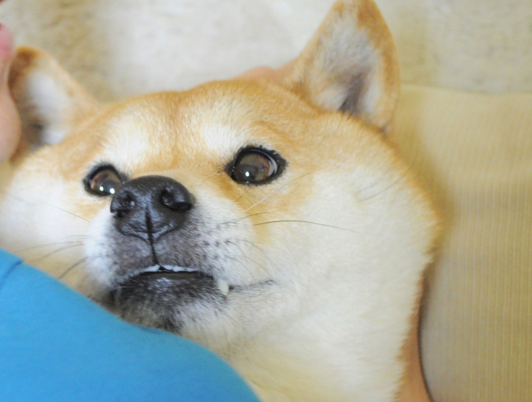 愛されるって・・・_a0126590_2314153.jpg