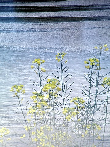 e0176993_9495271.jpg