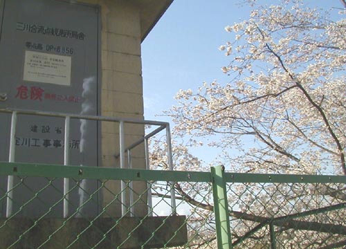 ●今年の桜、その7-背割り桜_d0053294_22211960.jpg