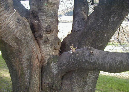 ●今年の桜、その7-背割り桜_d0053294_22214999.jpg