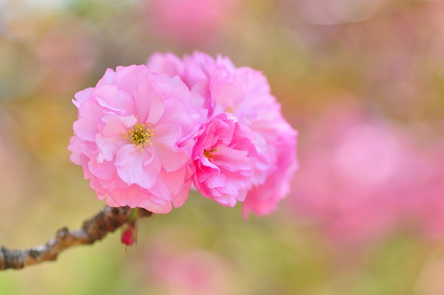 新宿御苑の桜＊カンザン_e0205297_18574484.jpg