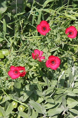 a0123003_949102.jpg