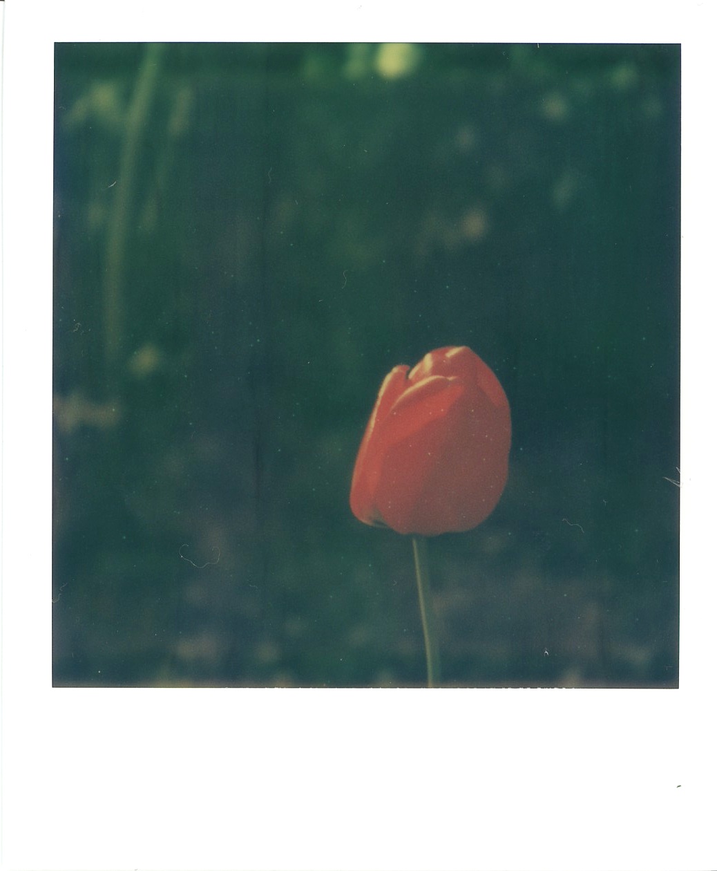 SX70。_c0217406_9422328.jpg