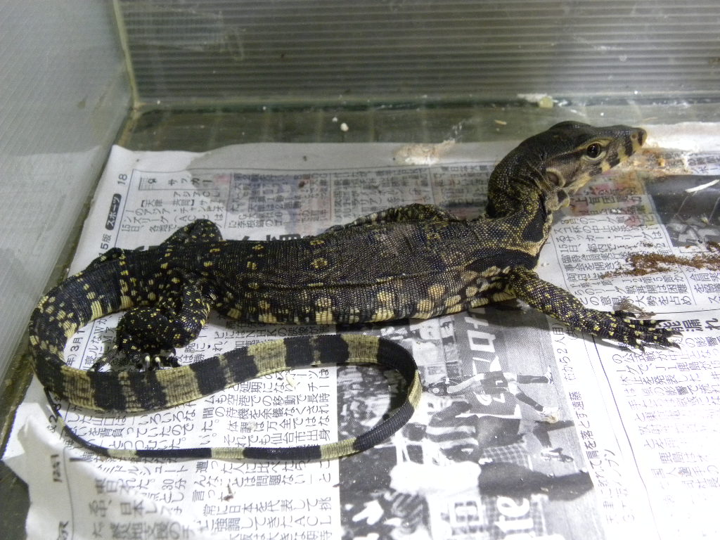 サルバトールモニター ジャワ島産 9800 Sold Out 爬虫類 販売 専門店 飼育相談 関西レプタイルプロ サルバトールモニター ジャワ島産 9800 Sold Out 爬虫類 販売 専門店 飼育相談 関西レプタイルプロ