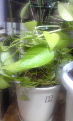 c0180209_19263871.jpg