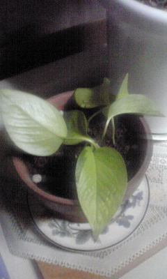 c0180209_19263880.jpg
